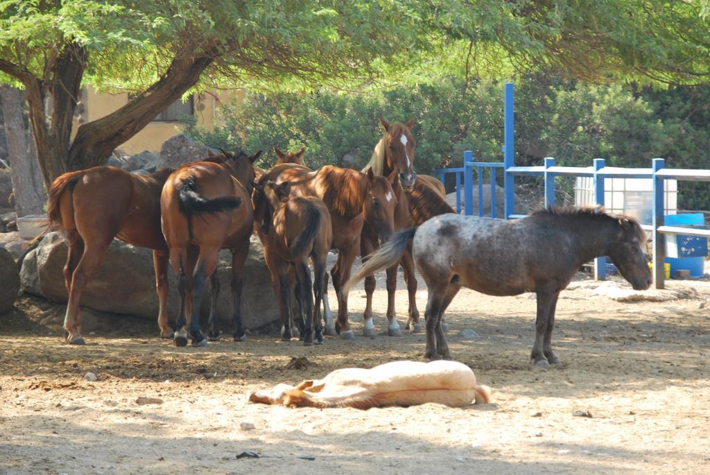 Vered Hagalil Holiday Village Hotel Chorazim Kültér fotó