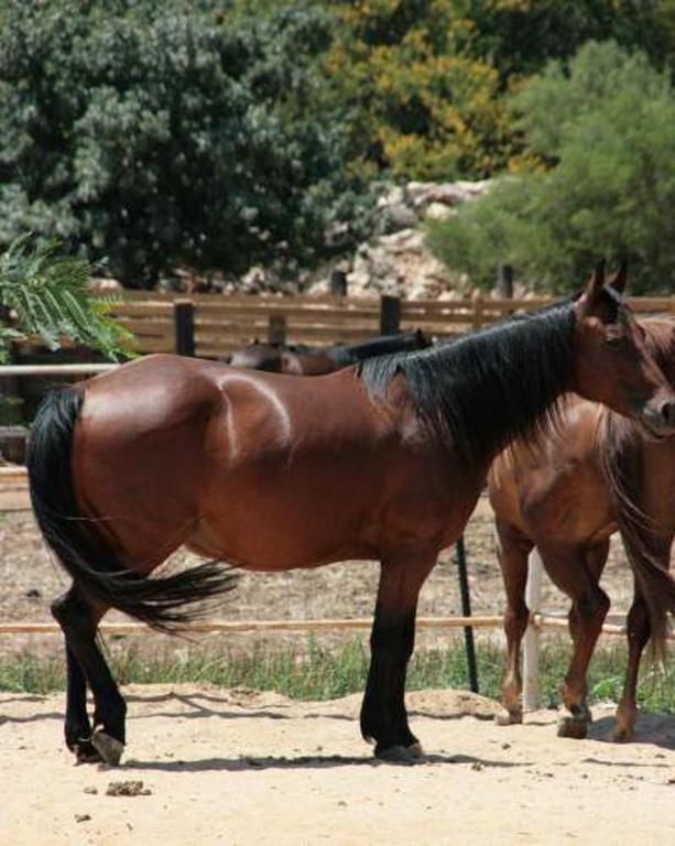 Vered Hagalil Holiday Village Hotel Chorazim Kültér fotó